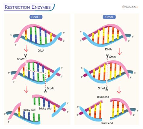 neb restriction enzymes|Types of Restriction Endonucleases .
